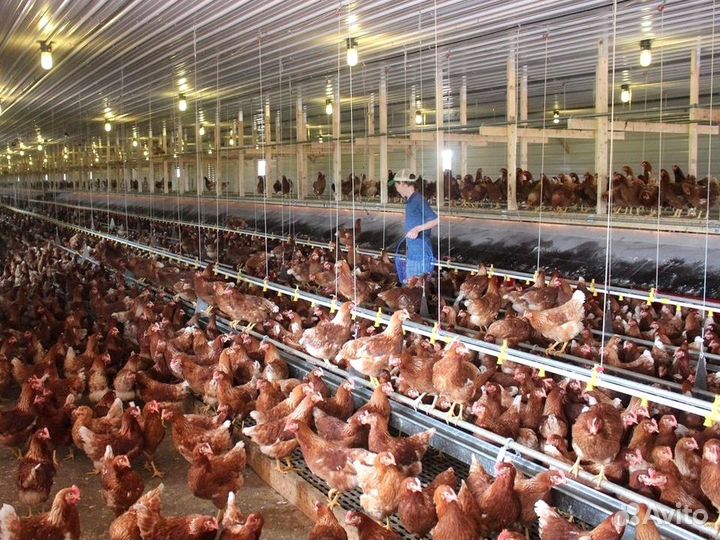 Куры несушки