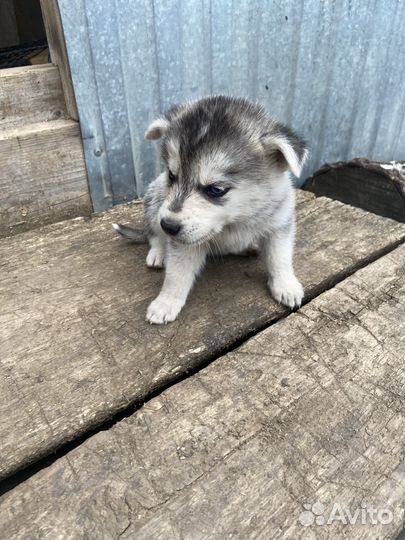 Щенки сибирской хаски