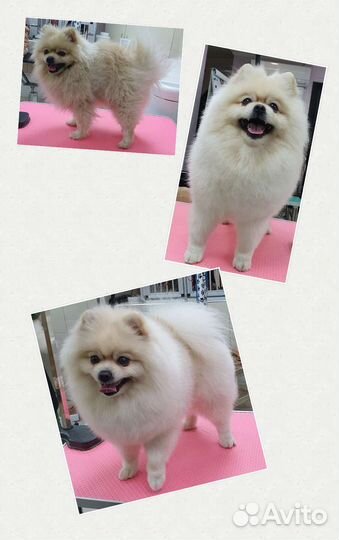 Груминг собак и кошек