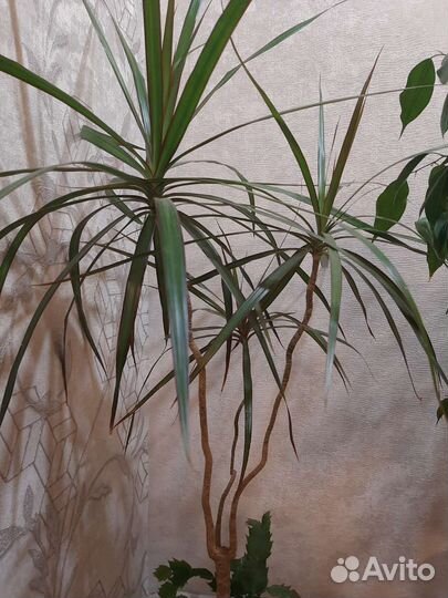 Пальма драцена