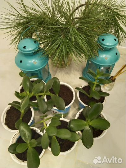 Толстянка денежное дерево