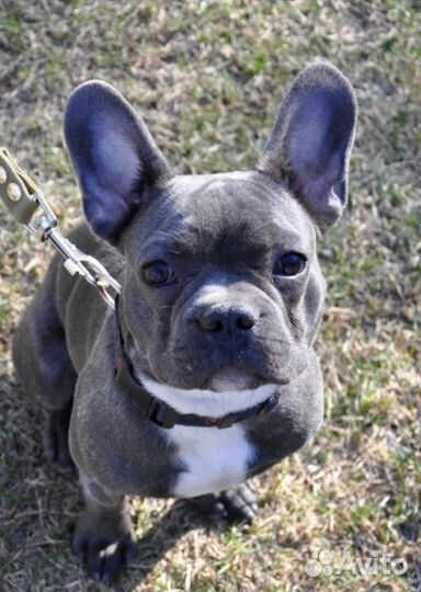 Услуги кинолога