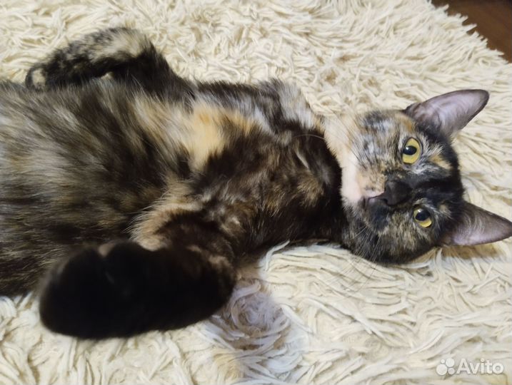 Кошечка ищет дом