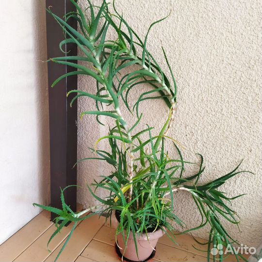 Алоэ лечебный