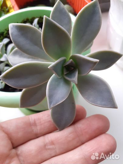 Суккулент Граптопеталум парагвайский