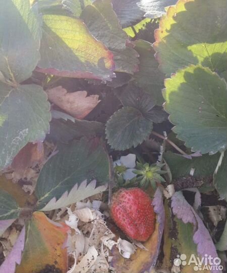 Принимаю заказы на рассаду клубники на осень