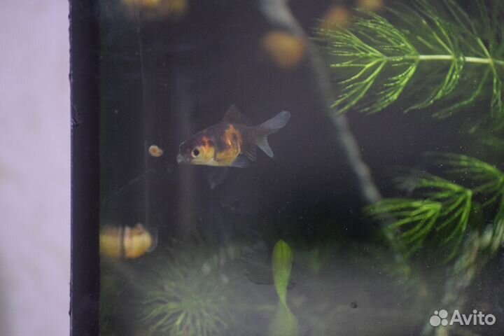 Золотая рыбка вуалехвост