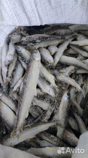 Корюшка свежемороженая
