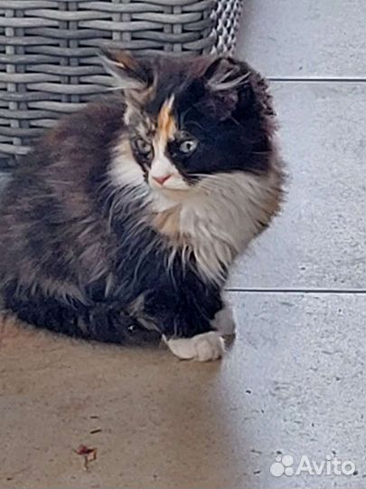 Котята в добрые руки бесплатно