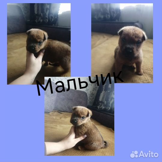 Помесь шарпея и дворняжки