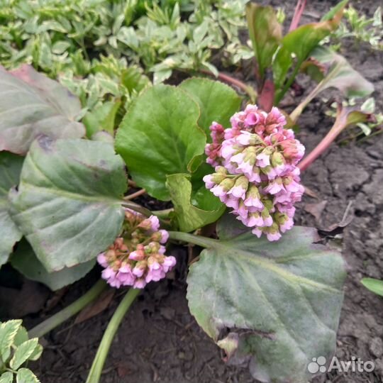 Цветы многолетки