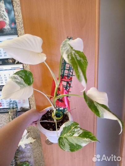 Монстера вариегатная альба