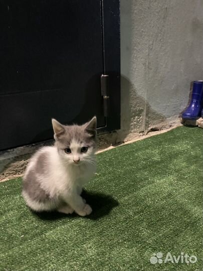 Помесь шотландец