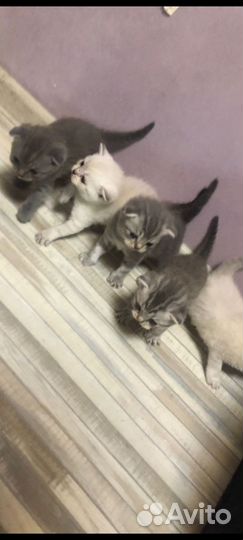 Шотландские котята