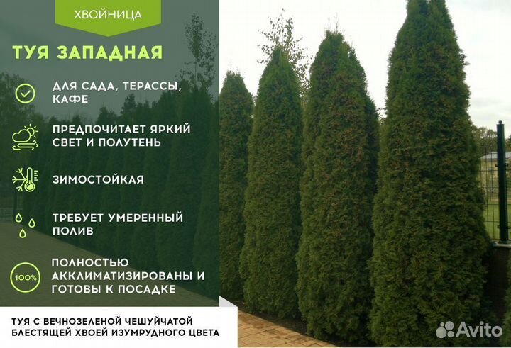 Туя Западная Колумна