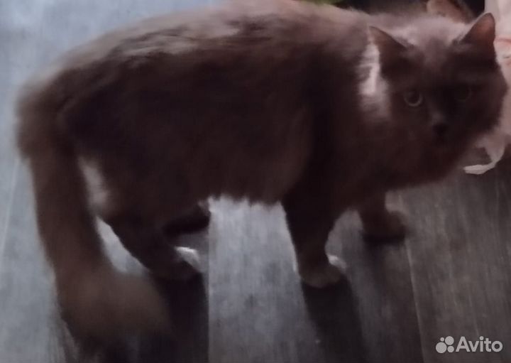 Пристраиваются котейки