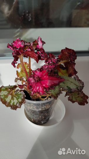 Бегония пестролистная Doller Down