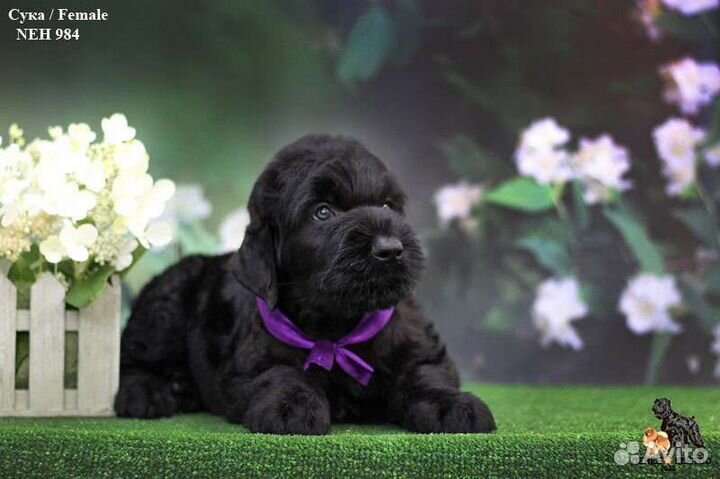 Щенок Русского Чёрного Терьера