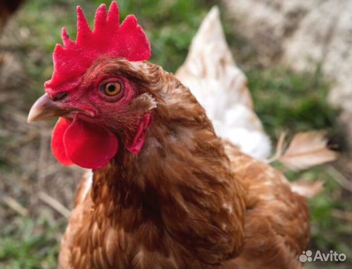 Курочки несушки фермерские