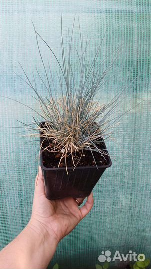 Декоративные растения