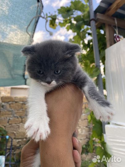 Котята(Шотландские)