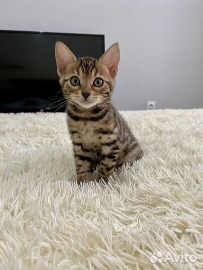 Бенгальские котята