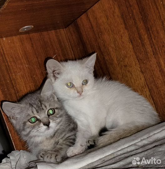 Полосатый британистый котенок из приюта ищет дом