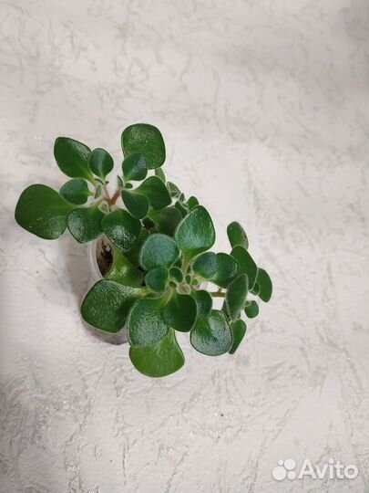 Суккуленты