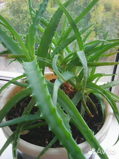 Алоэ лечебный