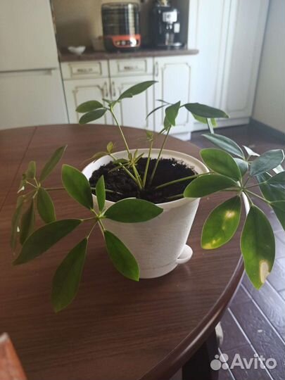 Продам цветы комнатные