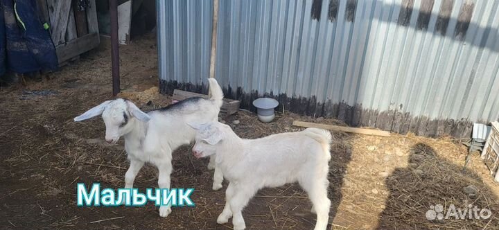 Продам Козлят