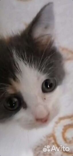 Трехцветная кошка