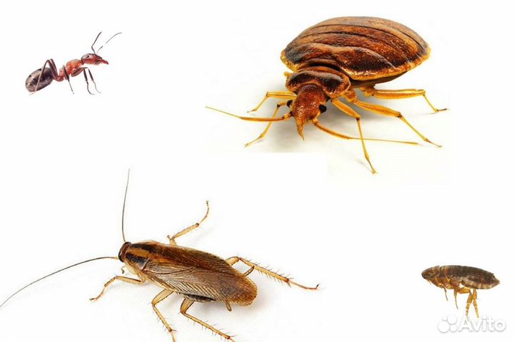 Обработка от тараканов, клопов, мышей и др