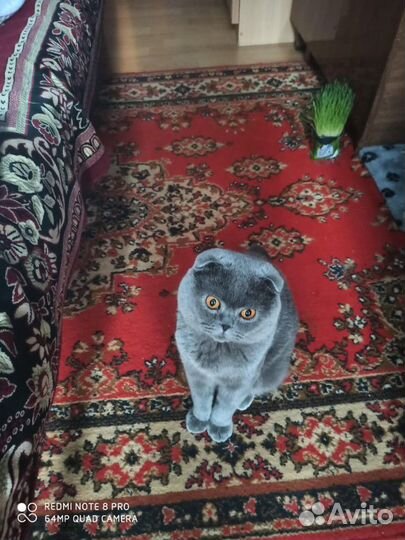 Вязка с шотландским вислоухим котом