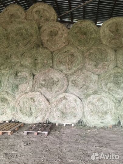 Продам сено в рулонах, тюках