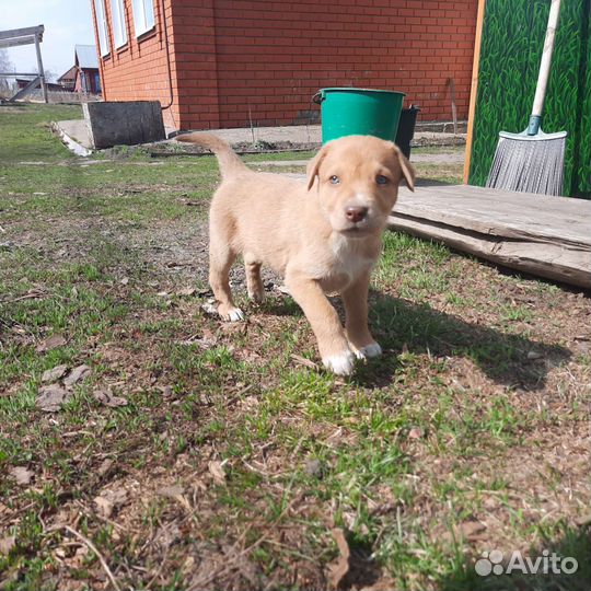 Щенок русской гончей