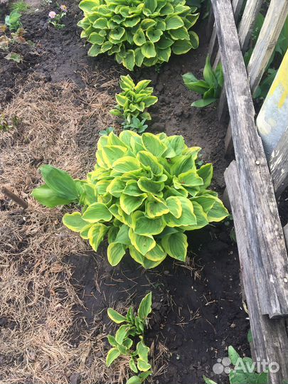 Многолетники садовые