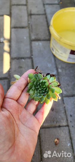 Молодило.Почвокровные растения