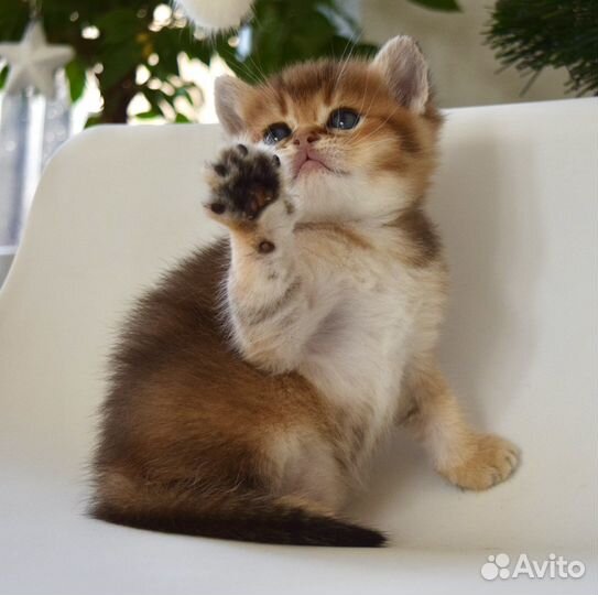 Шотландские котята