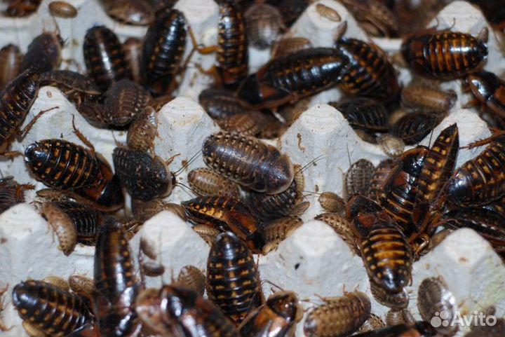 Аргентинский таракан для рептилий корм