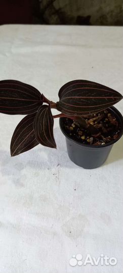 Драгоценная орхидея