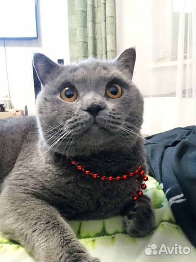 Отдам Кота в добрые руки