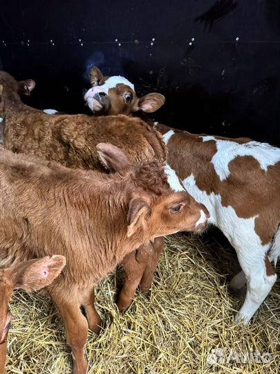 К Телята на откорм и племя