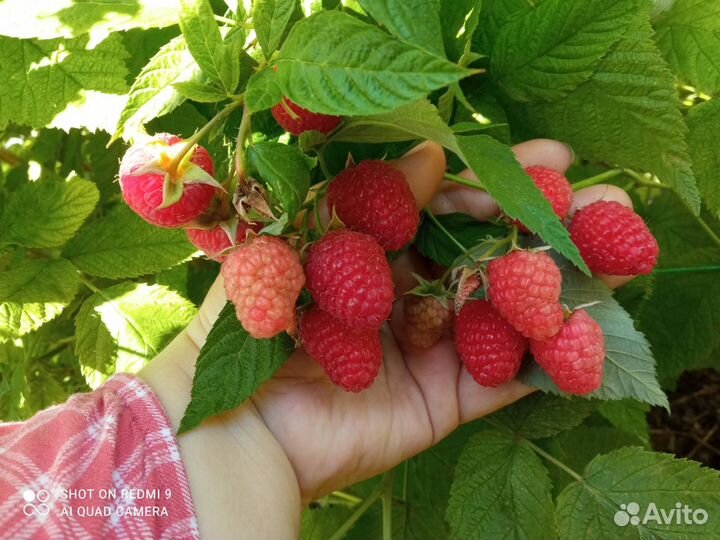 Малина штамбовая, ремонт., лет.,саж