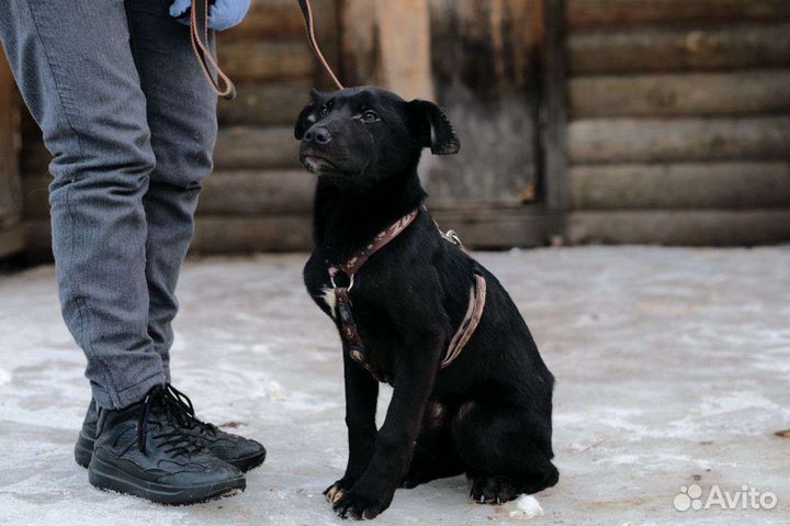 Щенок мальчик