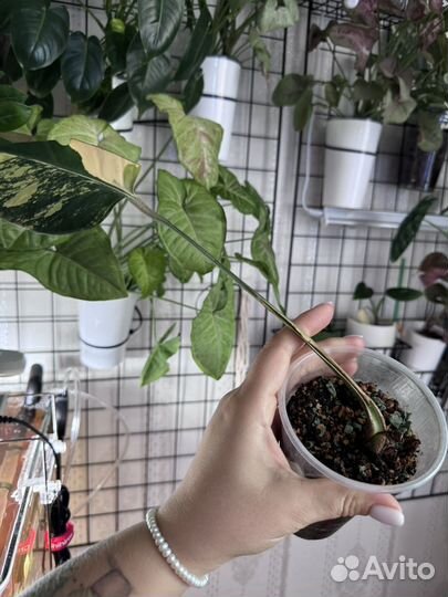 Монстера с желтой вариегатностью aurea