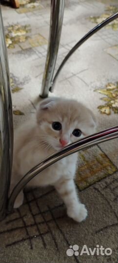 Британец мальчик 1.5мес