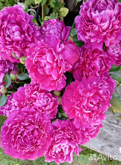 Корни пионов Саженцы Делянка Пион Феликс Сюприм