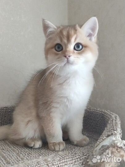 Мальчик британец золотой