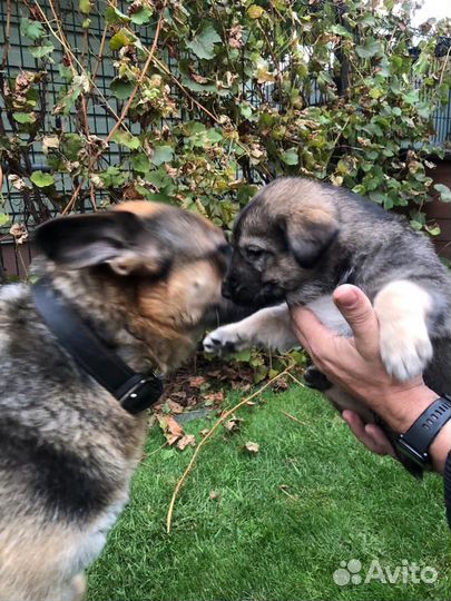 Продаём щенков